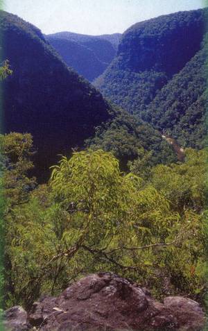 Wildniss im Hawkesbury Valley bei Whiseman Ferry